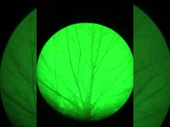 Efek Penglihatan Malam